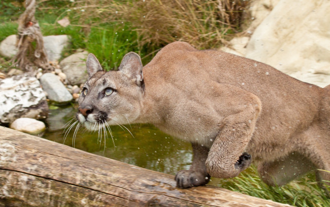 Обои картинки фото животные, пумы, камни, бревно, ручей, хищник, зверь, кугуар, пума
