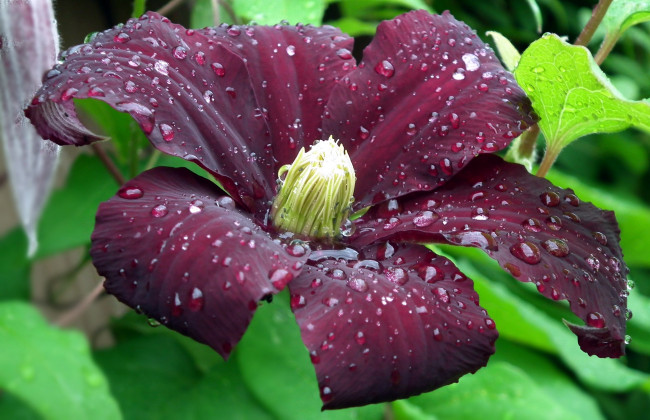 Обои картинки фото цветы, клематис , ломонос, макро, капли