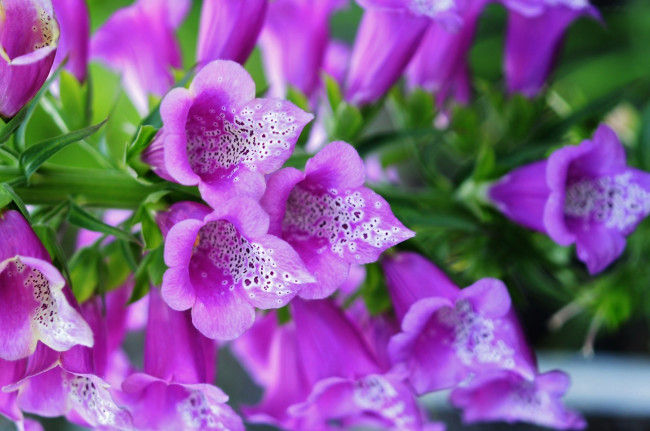 Обои картинки фото цветы, дигиталис , наперстянка