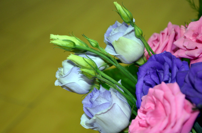 Обои картинки фото цветы, эустома, розовый, сиреневый