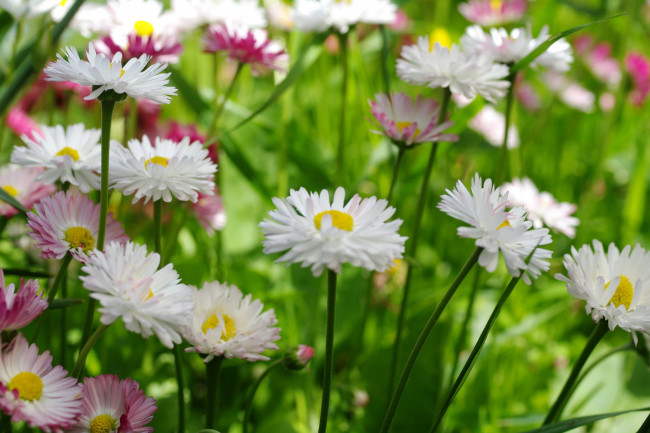 Обои картинки фото цветы, маргаритки, луг, макро