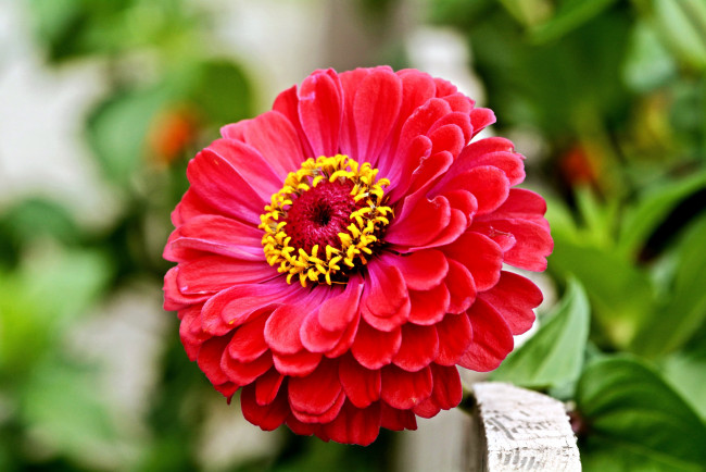 Обои картинки фото цветы, цинния, красный, макро