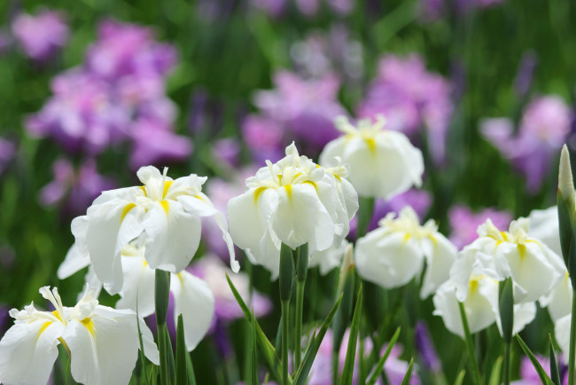 Обои картинки фото цветы, ирисы, ирис, макро, белый