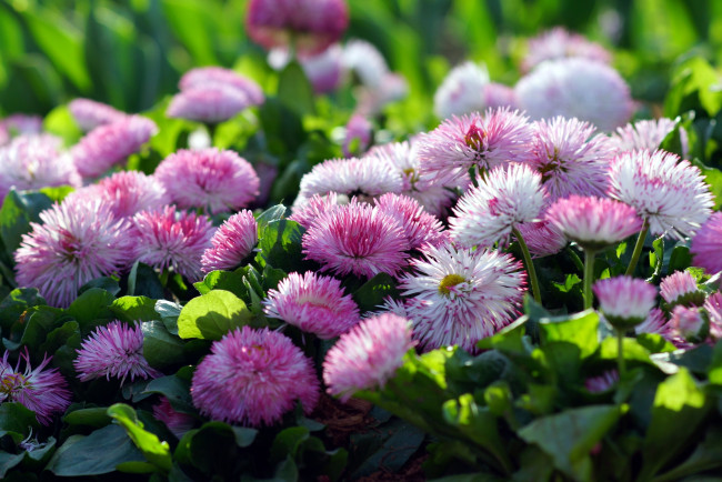 Обои картинки фото цветы, маргаритки, много