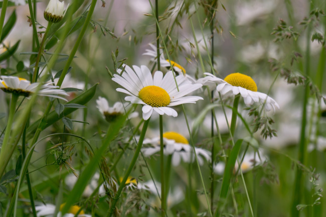Обои картинки фото цветы, ромашки, луг, лето, трава
