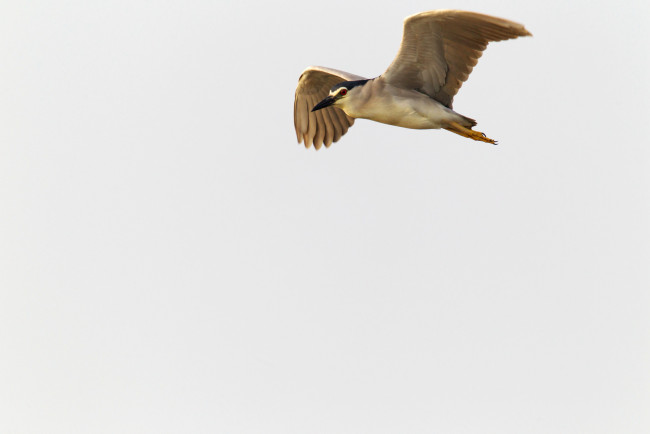 Обои картинки фото животные, цапли,  выпи, полет, ночная, цапля