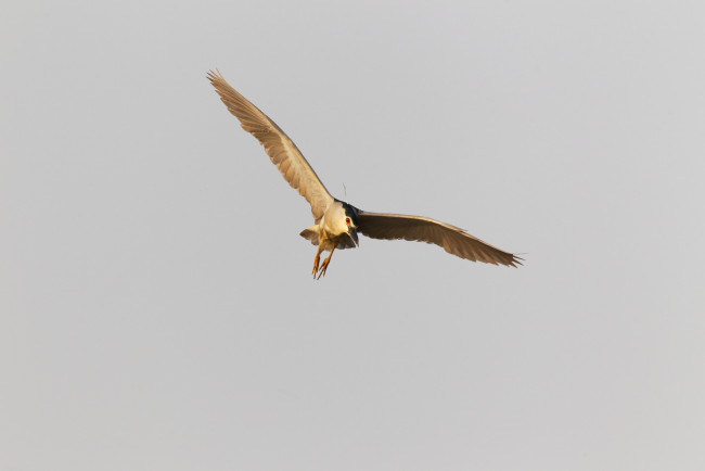 Обои картинки фото животные, цапли,  выпи, полет, ночная, цапля