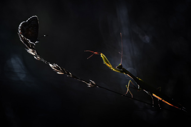 Обои картинки фото животные, разные вместе, травинка, насекомые, бабочка, ночь, богомол