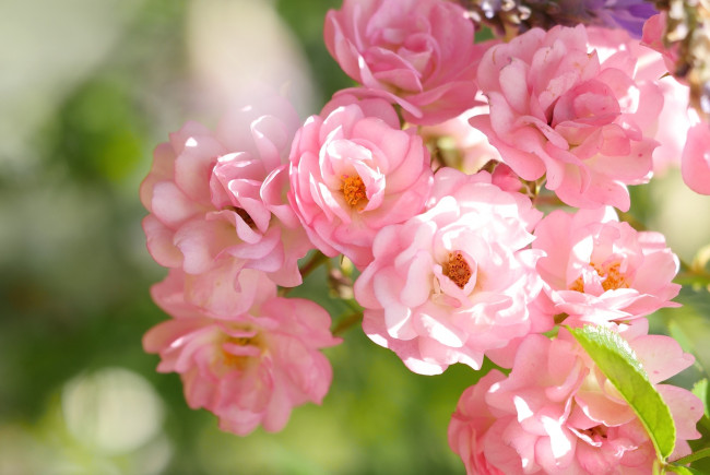 Обои картинки фото цветы, розы, макро, розовый