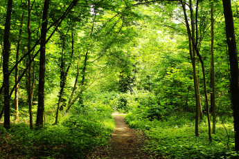 Картинка природа дороги тракт