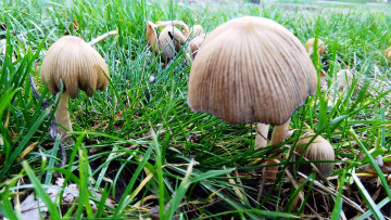 Картинка природа грибы семейка грибная