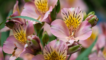 Картинка разное компьютерный+дизайн цветы