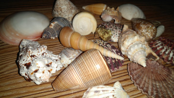 Картинка разное ракушки +кораллы +декоративные+и+spa-камни