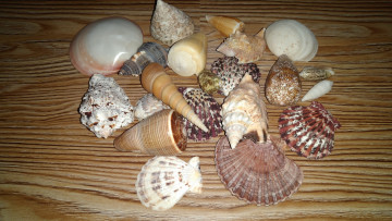 Картинка разное ракушки +кораллы +декоративные+и+spa-камни