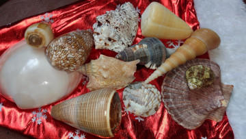 Картинка разное ракушки +кораллы +декоративные+и+spa-камни