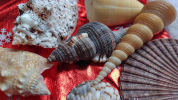 Картинка разное ракушки +кораллы +декоративные+и+spa-камни