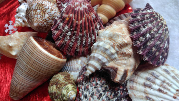 Картинка разное ракушки +кораллы +декоративные+и+spa-камни