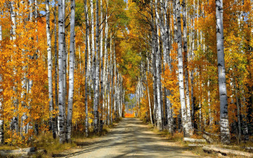 Картинка природа лес осень березы роща