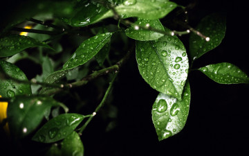 Картинка природа листья макро капли