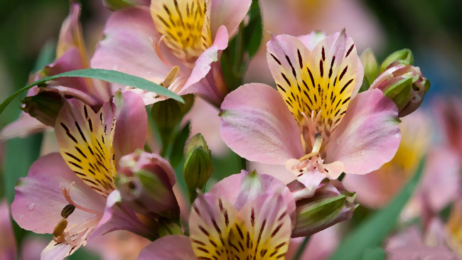 Обои картинки фото разное, компьютерный дизайн, цветы