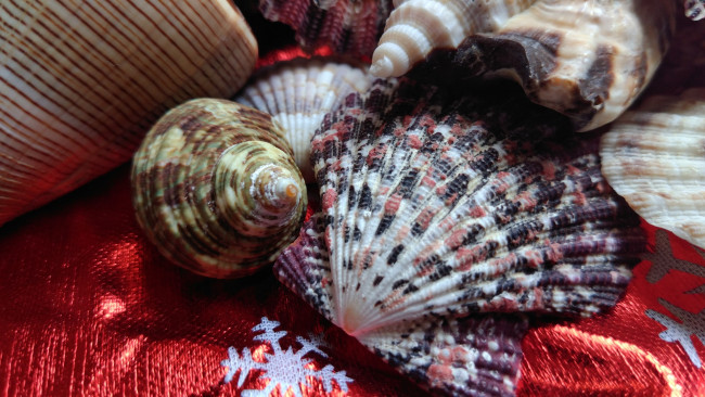 Обои картинки фото разное, ракушки,  кораллы,  декоративные и spa-камни