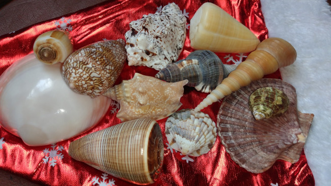 Обои картинки фото разное, ракушки,  кораллы,  декоративные и spa-камни