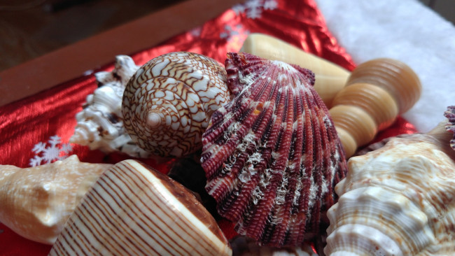 Обои картинки фото разное, ракушки,  кораллы,  декоративные и spa-камни