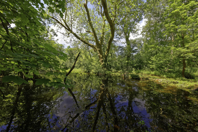 Обои картинки фото природа, реки, озера, река, лес