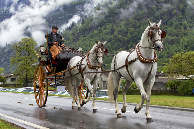 Обои картинки фото разное, транспортные средства и магистрали, двуколка