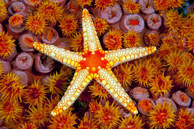 Обои картинки фото животные, морские звёзды, морская, звезда