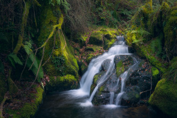 Картинка природа реки озера вода мох ручей камни