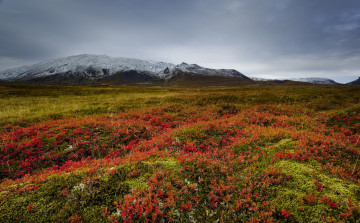 Картинка природа луга тучи цветы горы