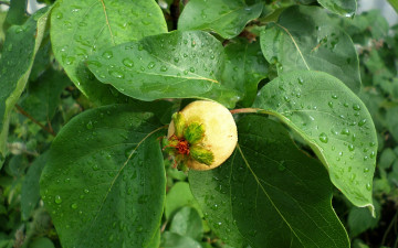 Картинка природа плоды айва