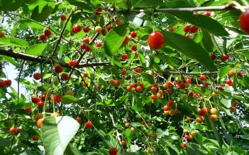 обоя природа, Ягоды, вишня, созревание