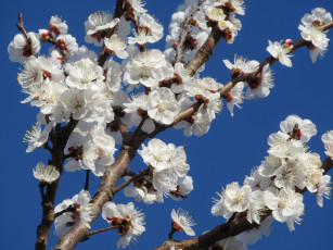 Картинка цветы цветущие+деревья+ +кустарники абрикос