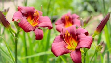 Картинка цветы лилии +лилейники лилейники