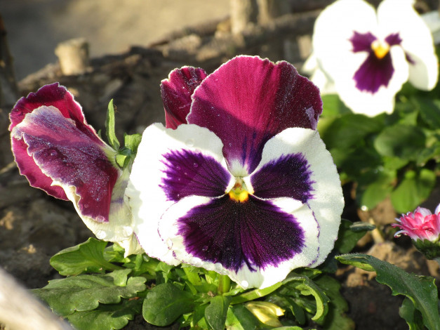 Обои картинки фото цветы, анютины глазки , садовые фиалки, анютины, глазки