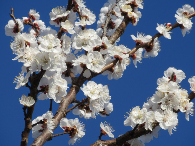 Обои картинки фото цветы, цветущие деревья ,  кустарники, абрикос