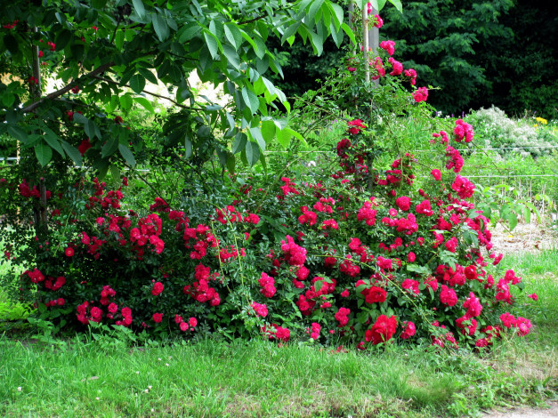 Обои картинки фото цветы, розы, розовые, куст