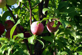 Картинка природа плоды сливы