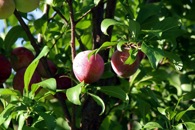 Обои картинки фото природа, плоды, сливы