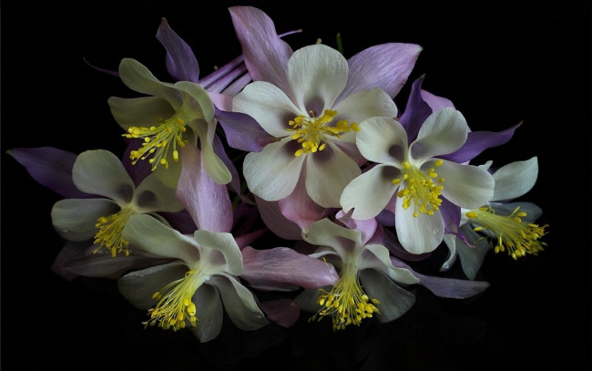 Обои картинки фото цветы, аквилегия , водосбор, черный, фон, аквилегия, макро