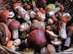 обоя еда, грибы,  грибные блюда, маслята, подосиновики