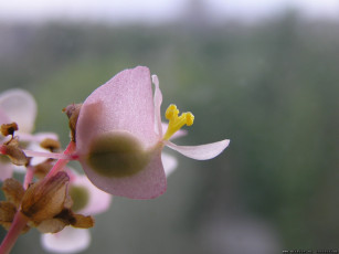 обоя нежность, цветы, бегония