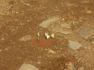 Картинка бабочки животные