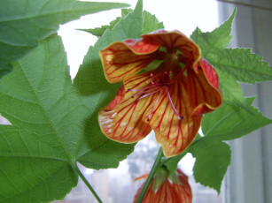 Картинка цветы