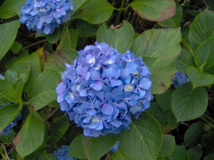 Картинка цветы гортензия