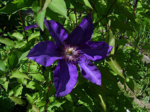 Картинка цветы клематис ломонос