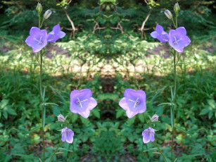 Картинка цветы колокольчики