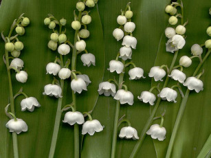 Картинка цветы ландыши